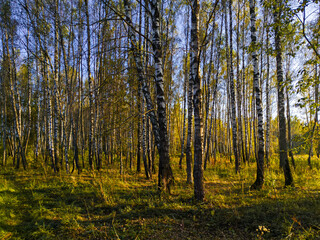 Fototapeta premium Birch trees in autumn forest with golden foliage and woodland floor. Deciduous woodland ecosystem. Seasonal nature landscape. Forest conservation and biodiversity.