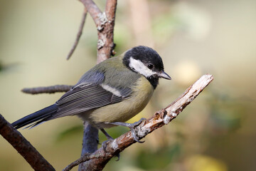 Great tit © John Sandoy