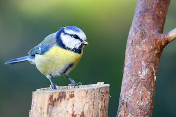 Blue tit © John Sandoy