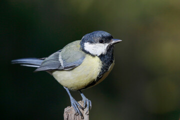 Great tit,  © John Sandoy