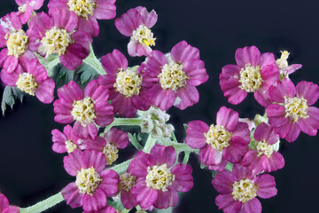 Achillea Cerise Queen Flowers © Downunderphoto