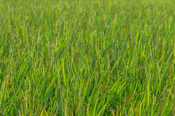 Obraz premium Vibrant green rice field full of growing ears and leaves in farm