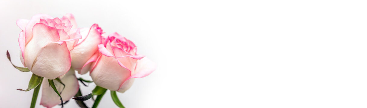 The branch of pink roses on white fabric backgrou
