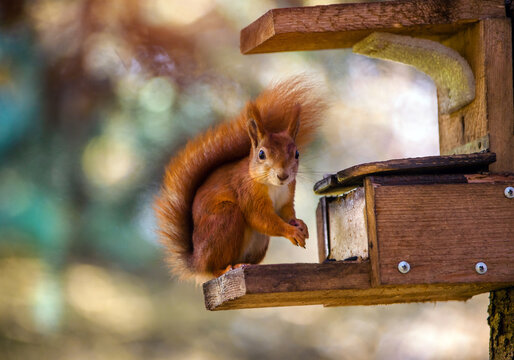 A squirrel is sitting near the feeder in the city park