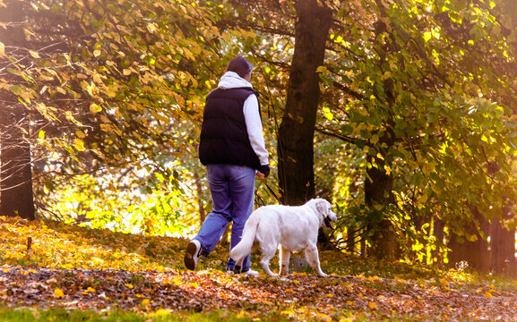 woman with a dogs walk in a autumn park
