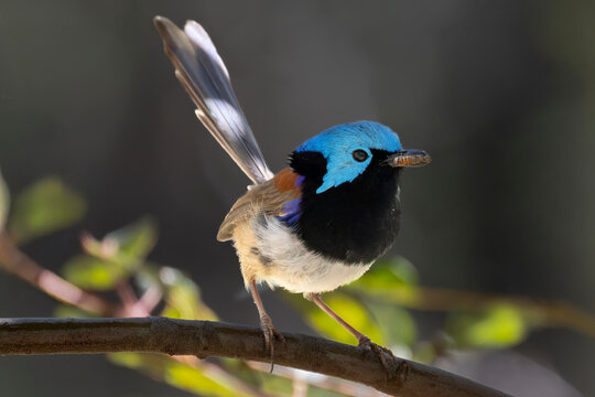 Australian Varigated Fairywren with insect in mouth