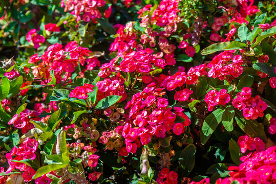 Red flowers Crown of Thorns in the garden
