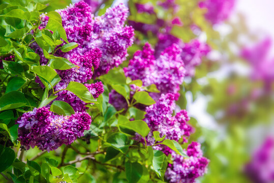 Pink lilac blooms in the Botanical garden

