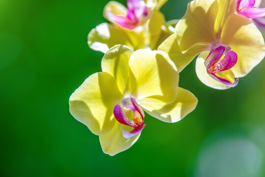 yellow Orchid branch on green natural background
