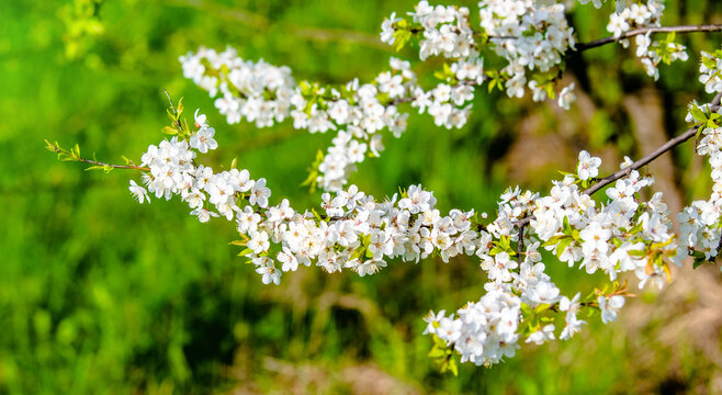 Cherry blossom branch in the garden in spring
