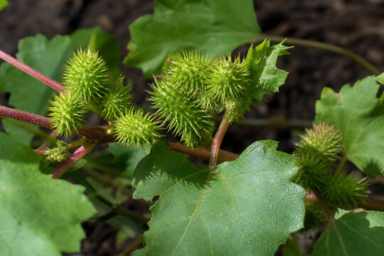 Cocklebur Green Spiky Seed Pods Growing on Wild Plant Outdoors