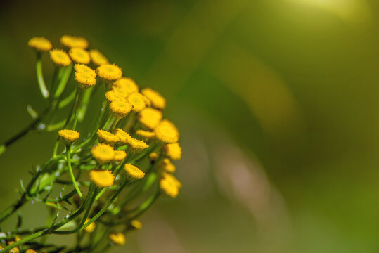Tansy flowers on a green natural background
