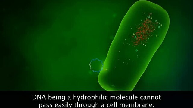 DNA is hydrophilic because its negatively charged phosphate backbone interacts readily with surrounding water.