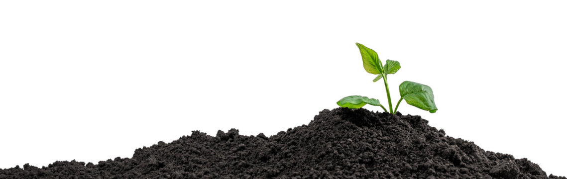 Small green seedling emerging from dark soil mound with fresh leaves and white background, symbolizing natural growth and new beginnings in a minimalist botanical scene