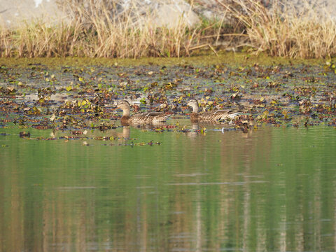 Two female mallards (Anas platyrhynchos) well camouflaged among aquatic vegetation in a river in October.
