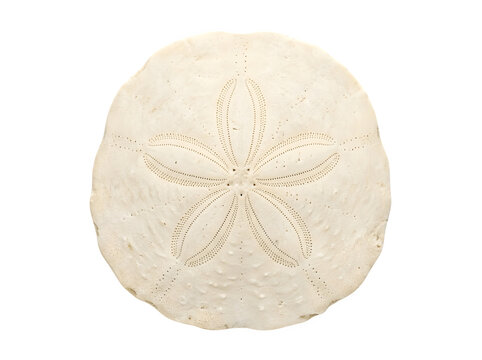 Bleached white sand dollar seashell, marine echinoderm skeleton on white background, coastal beach decor element for summer designs