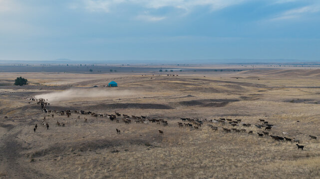 Aerial view of a flock of sheep crossing the autumn steppe toward a lone turquoise yurt under a cloudy sky, Almaty Region, Kazakhstan