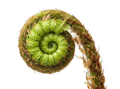 Green fern fiddlehead spiral, young unfurling fern frond isolated on white, botanical macro of a growing crosier, natural spring plant growth