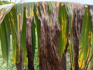 fading banana leaf with dry brown stripes © Parakhat