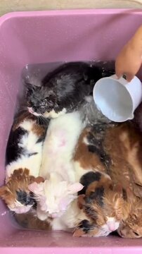 A group of wet cats taking a bath together in a plastic tub