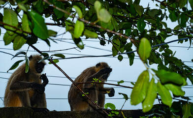 Northern plains grey langur monkeys are plucking guavas from trees and eating them. They are often seen eating raw guavas while getting wet in the rain due to hunger.  Major problems for farmers  © Soumyabrata
