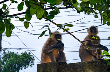 Northern plains grey langur monkeys are plucking guavas from trees and eating them. They are often seen eating raw guavas while getting wet in the rain due to hunger.  Major problems for farmers  © Soumyabrata