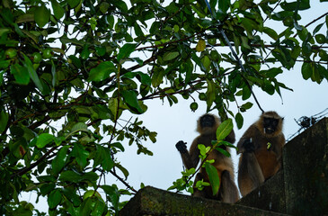 Northern plains grey langur monkeys are plucking guavas from trees and eating them. They are often seen eating raw guavas while getting wet in the rain due to hunger.  Major problems for farmers  © Soumyabrata