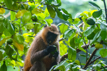 Northern plains grey langur monkeys are plucking guavas from trees and eating them. They are often seen eating raw guavas while getting wet in the rain due to hunger.  Major problems for farmers  © Soumyabrata