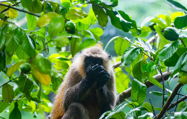 Northern plains grey langur monkeys are plucking guavas from trees and eating them. They are often seen eating raw guavas while getting wet in the rain due to hunger.  Major problems for farmers  © Soumyabrata