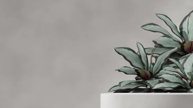 white rough surface podium seamless loop shadow animation with green leaf calathea plant, 3d render footage empty mockup