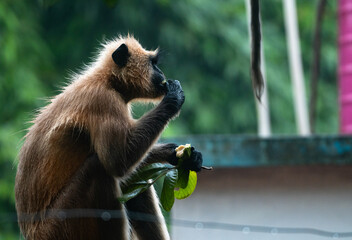 Northern plains grey langur monkeys are plucking guavas from trees and eating them. They are often seen eating raw guavas while getting wet in the rain due to hunger.  Major problems for farmers  © Soumyabrata