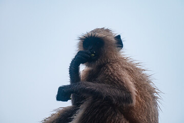 Northern plains grey langur monkeys are plucking guavas from trees and eating them. They are often seen eating raw guavas while getting wet in the rain due to hunger.  Major problems for farmers  © Soumyabrata