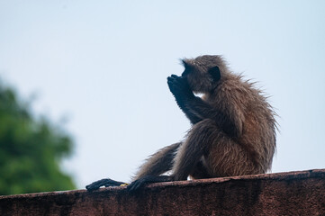 Northern plains grey langur monkeys are plucking guavas from trees and eating them. They are often seen eating raw guavas while getting wet in the rain due to hunger.  Major problems for farmers  © Soumyabrata