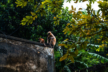 Northern plains grey langur monkeys are plucking guavas from trees and eating them. They are often seen eating raw guavas while getting wet in the rain due to hunger.  Major problems for farmers  © Soumyabrata