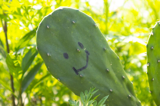 Close-up of a flat green prickly pear cactus pad marked with a simple smiling face, surrounded by sunlit vegetation, creating a playful concept of happiness and nature.
