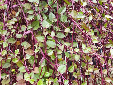 A Red-Stemmed Malabar Spinach (Basella Alba Rubra) Vine, which is commonly grown in warm climates.