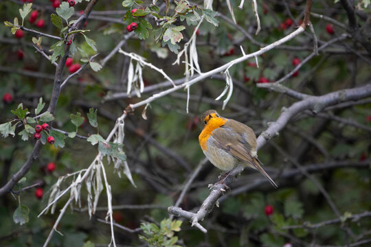 Robin (Erithacus rubecula) perched on a branch in natural autumn vegetation