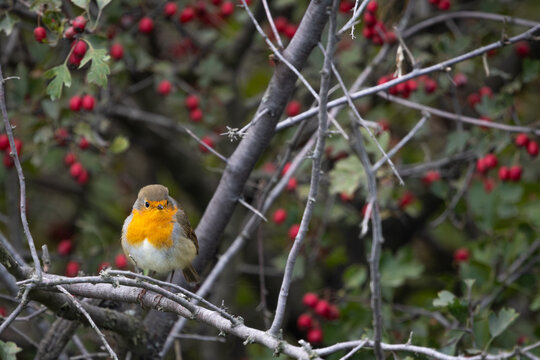Robin (Erithacus rubecula) perched on a branch in natural autumn vegetation