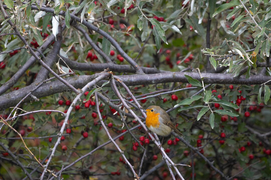 Robin (Erithacus rubecula) perched on a branch in natural autumn vegetation