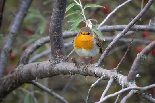 Robin (Erithacus rubecula) perched on a branch in natural autumn vegetation