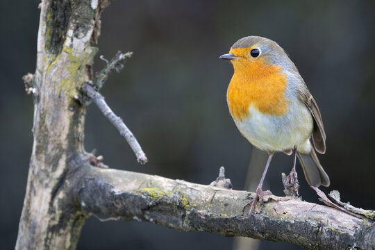 Robin (Erithacus rubecula) perched on a branch in natural autumn vegetation