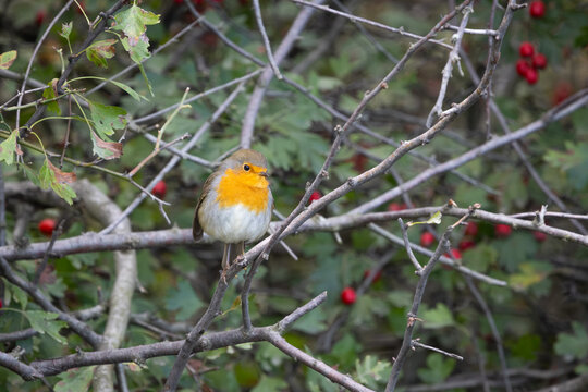 Robin (Erithacus rubecula) perched on a branch in natural autumn vegetation