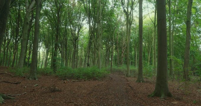 A narrow dirt path covered in brown leaves curves through a dense forest, woods in The Hague, Netherlands, Europe.