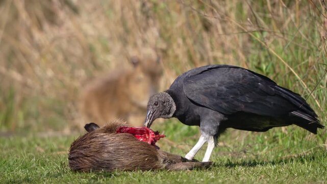 A black vulture feeds on a capybara carcass in the Ibera Wetlands of Argentina, ideal for wildlife documentaries, ecosystem education, and stories about scavengers and the food chain.
