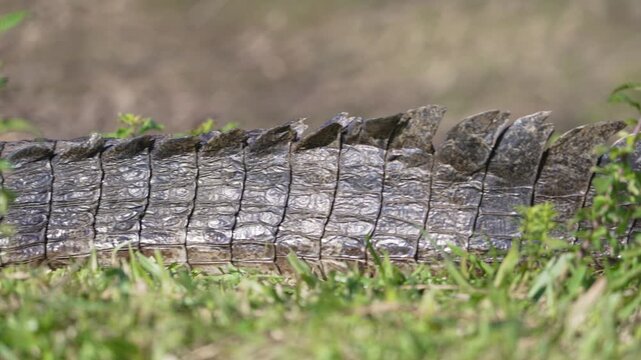Close side detail shows a yacare caiman armored back and tail among marsh plants with shallow focus in Argentina.
