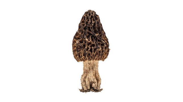 Morel mushroom standing upright is isolated on a pure transparent background.