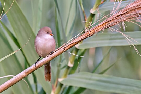 Bearded Reedling (Panurus biarmicus), Greece
