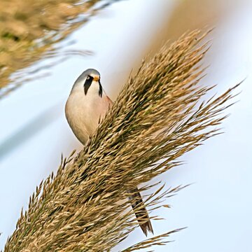 Bearded Reedling (Panurus biarmicus), Greece