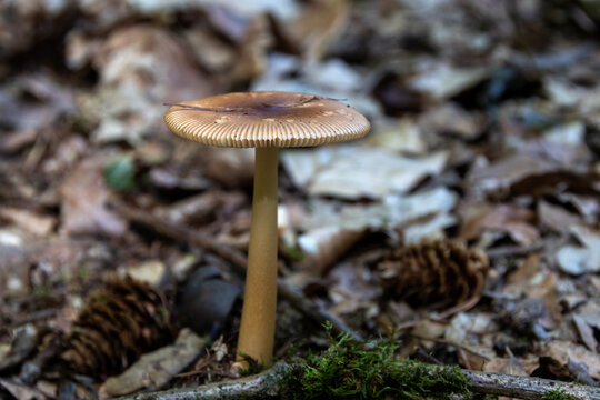 Ein Rotbrauner Streifling auf einen Waldboden