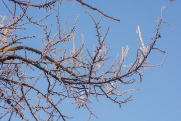 Obraz premium Frosty Tree Branches Covered in White Rime Ice Against a Clear Blue Sky in Winter